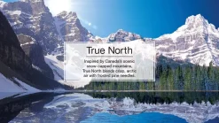 Little Trees CTK-52641-24 Air Car Freshener Vent Liquid True North, 4-Pack